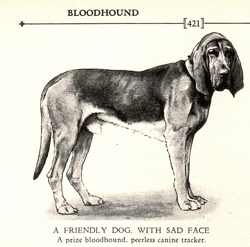 /typeable/bloodhound/media/commit/066b2fb2614c5990a3cb1f631911641f2afab21c/bloodhound.jpg